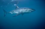 A very beautiful, majestic animal: The Great White Shark