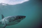 A fascinating animal: the Great White Shark