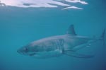 The Great White Shark: predator of the ocean