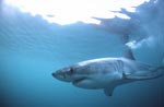 Fascinating creature of the seas: The Great White Shark