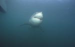 Great White Shark underwater portrait 