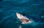 Great White Shark lifts its head over water