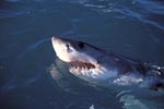 Great White Shark lifts its head off the water
