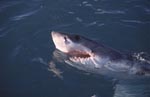 The Great White Shark - a perfect hunter