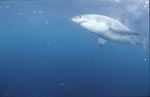 The great white shark can be observed only with difficulty