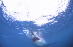 Great white shark just before biting