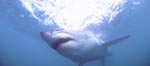 Great White Shark – one of the sea’s most impressive predators