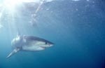 Young Great White Shark (Carcharodon carcharias)