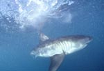 The Greate White Sharks scientific name is Carcharodon carcharias