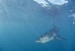 Baby Great White Shark just below the water surface