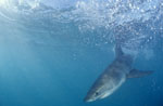 Baby Great White Shark (Carcharodon carcharias)