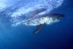 Weißer Hai vor der Kueste Suedafrikas
