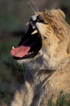A Female lion yawning widely