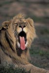 A Male lion yawning widely 