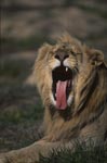 A Male lion yawning widely