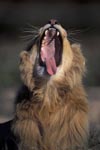 A Male lion yawning widely