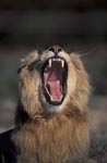 A Male lion yawning widely 
