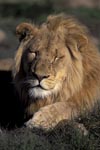 A tired Male lion 