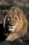 Impressive African lion