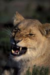 A Female lion snarling (Panthera leo)