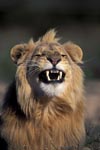 Male lion snarling