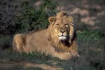 Resting Male Lion 