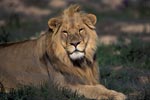 Resting Male Lion