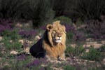 Male Lion in blooming flowers