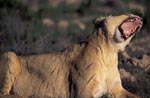 Female lion yawning widely