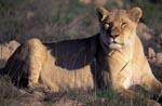 Resting Female lion