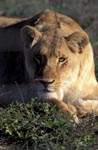 Resting Female lion