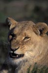 A Female lion (Panthera leo) snarling