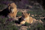 Pair of African Lions 