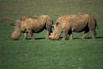 Two grazing white rhinos