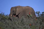 African Elephant and flowering Aloe Ferox