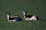 Resting Springboks (Antidorcas marsupialis)