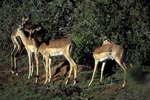 Impalas in the afternoon light (Aepyceros melampus)