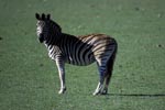 Zebra (Equus quagga) standing in the meadow