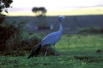 Blue crane traveling at late afternoon