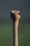 Ostrich Portrait in the Addo Elephant National Park
