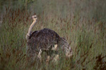 Ostrich on the way in the wilderness