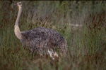 Ostrich in the wilderness