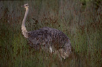 Ostrich in the Addo Elephant National Park