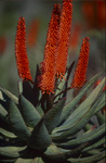 Aloe Ferox - a particular medicinal plant