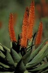 Aloe Ferox (Aloe barbadensis)