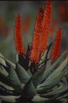 Flowering Aloe Ferox