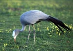 Blue Crane with blooming flowers