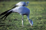 Blue Crane find food in the meadow