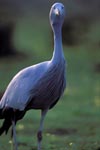 A blue crane looks interested