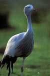 Blue Crane the national bird of South Africa 